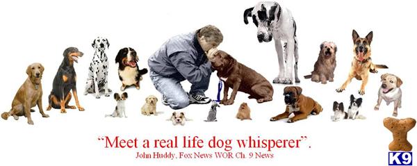 Become A Professional Dog Trainer